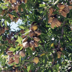 Nonpareil Almond